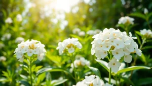 Les fleurs de musc blanc éblouissent dans un jardin paisible, révélant leur beauté délicate.
